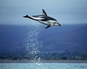 Bakgrunnsbilder Delfin Dyr