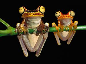 Pictures Frogs Black 2 Branches Black background animal