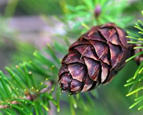 Photo Closeup Conifer cone Nature