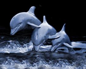 Wallpapers Dolphins Three 3 Animals