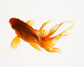 Picture Fish White background animal