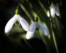 Wallpapers Galanthus