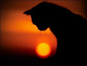 Bilder Katze Silhouette ein Tier