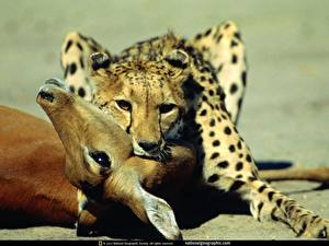 Bakgrundsbilder på skrivbordet Pantherinae Geparden