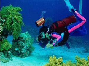 Pictures Underwater world Corals Animals