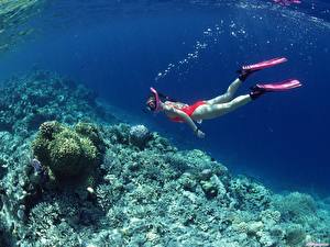 Desktop hintergrundbilder Unterwasserwelt Koralle Tiere