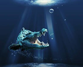 Bakgrundsbilder på skrivbordet Undervattensvärlden 3D grafik Djur