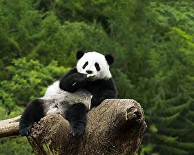 Pictures Bears Giant panda Animals