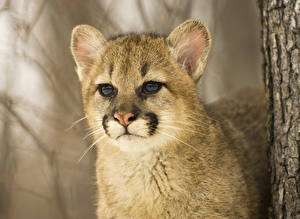 Sfondi desktop Pantherinae Puma animale