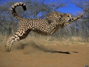 Bakgrunnsbilder Store kattedyr Gepard Dyr