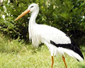 Bakgrunnsbilder Fugler Storker Dyr