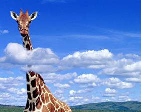 Desktop hintergrundbilder Giraffe Wolke Tiere