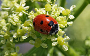Wallpapers Insects Coccinellidae Animals