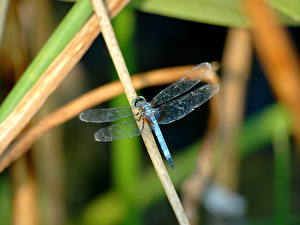 Picture Insects Dragonfly Animals