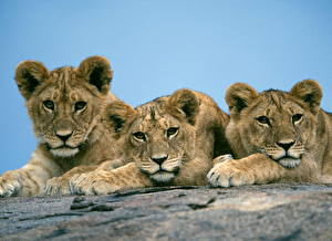 Bakgrunnsbilder Store kattedyr Løver Unger Dyr
