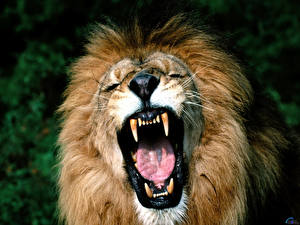 Papel de Parede Desktop Fauve Leão Canino (dente) um animal