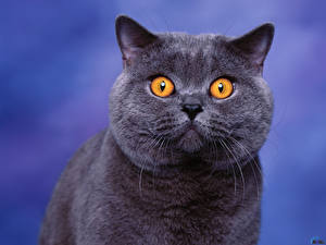 Hintergrundbilder Katze Farbigen hintergrund ein Tier