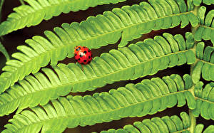 Fotos Insekten Marienkäfer Tiere