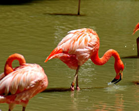 Bakgrundsbilder på skrivbordet Fåglar Flamingo