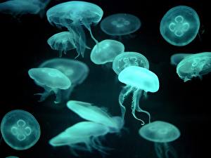 Pictures Underwater world Jellyfish animal