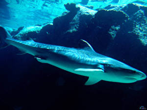 Bakgrundsbilder på skrivbordet Undervattensvärlden En haj