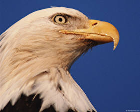 Fotos Vogel Adler Farbigen hintergrund ein Tier
