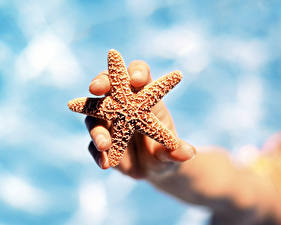 Picture Underwater world Starfish