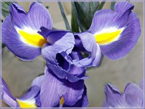Image Irises