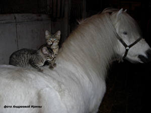Картинки Лошадь Кот животное