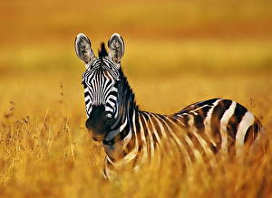 Bilder Zebra Tiere
