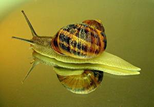 Photo Snails Colored background animal