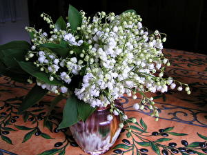 Fondos de escritorio Convallaria majalis flor