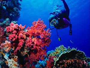 Hintergrundbilder Unterwasserwelt Koralle ein Tier