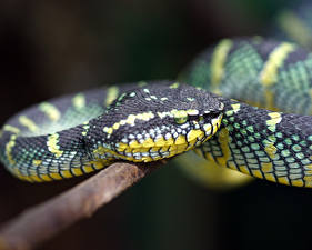 Image Snake animal