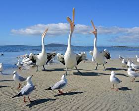 Bureaubladachtergronden Vogels Pelikanen
