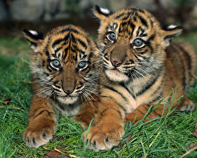 Bilder Große Katze Tiger Jungtiere ein Tier