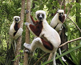 Hintergrundbilder Lemuren Tiere