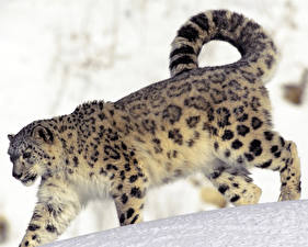 Fotos Große Katze Irbis ein Tier
