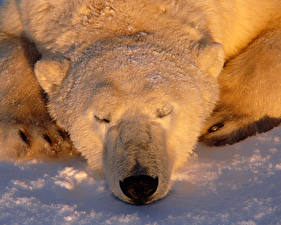 Fondos de escritorio Un oso Oso polar