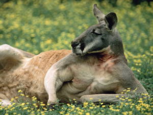 Image Kangaroo Animals
