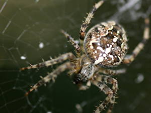 Papel de Parede Desktop Insetos Aranhas um animal