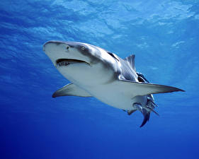 Desktop hintergrundbilder Unterwasserwelt Haie Tiere