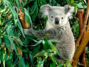 Bakgrundsbilder på skrivbordet Björn Koalas