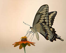 Bakgrundsbilder på skrivbordet Insekter Fjärilar Färgad bakgrund Djur