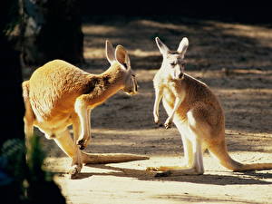 Pictures Kangaroo animal
