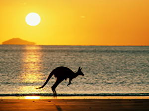 Images Kangaroo animal