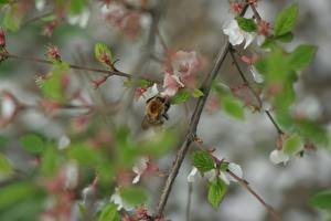 Fotos Insekten Bienen ein Tier