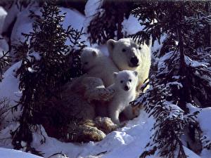 Images Bears Polar bears Animals