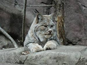 Bureaubladachtergronden Pantherinae Lynxen een dier