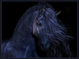 Hintergrundbilder Pferde Schwarzer Hintergrund Tiere